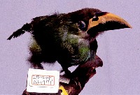 藏品(綠寶小鵎鵼)的圖片